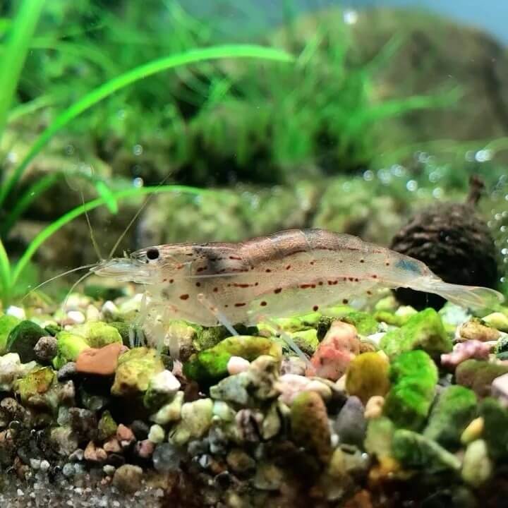 How Many Ghost Shrimp Per Gallon Is Enough Here s The Answer Upd 