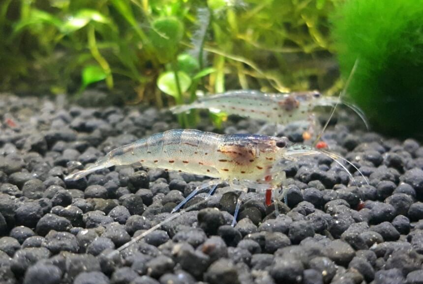 How Many Ghost Shrimp Can You Keep Per Gallon?