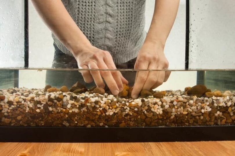 How to Clean Fish Tank Gravel Without a Vacuum