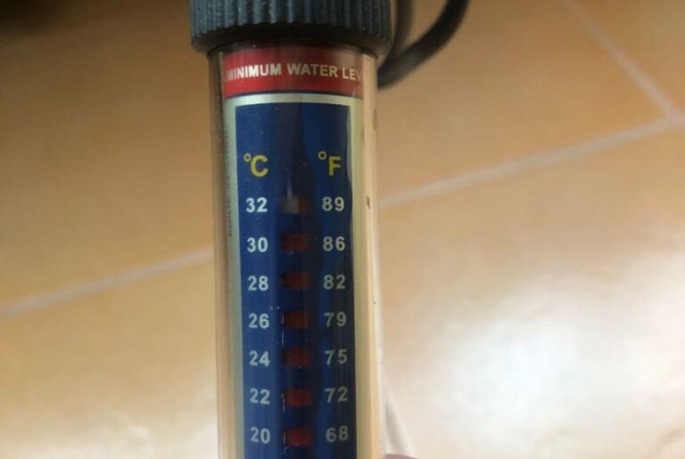 6 Best Heaters for Betta Fish Reviewed in Detail (Summer 2024)