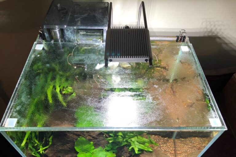 8 Best Rimless Aquariums: In-Detail Review (2021) (Fall 2023)