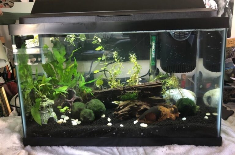 5 Best Heaters for 20 Gallon Tanks (Fall 2023)