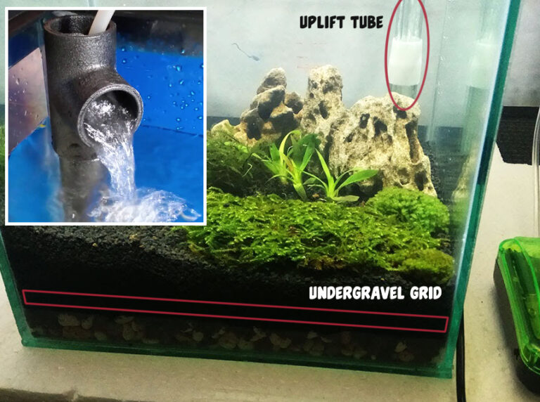 How Does an Undergravel Filter Work? All There Is to Know