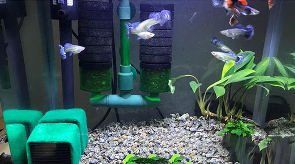 How Often Should I Change My Fish Tank Filter? - The Complete Guide