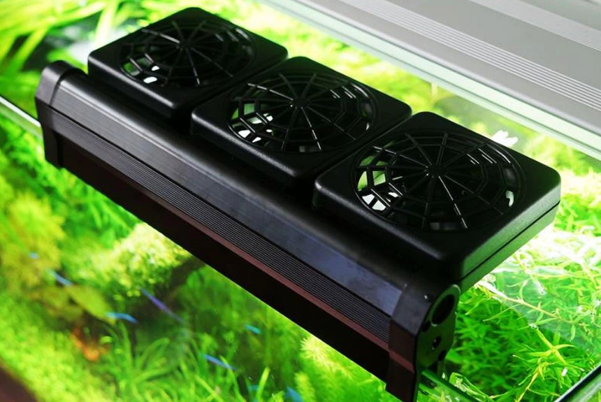 What Temperature Should a Fish Tank Be? Tips and Tricks from Professionals!