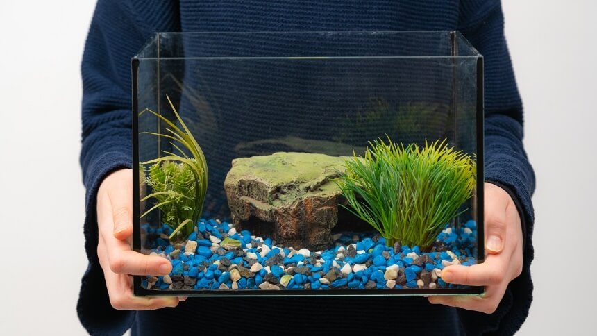 7 Best 5-Gallon Fish Tanks - Make Your Room Look Cozy (Summer 2022)