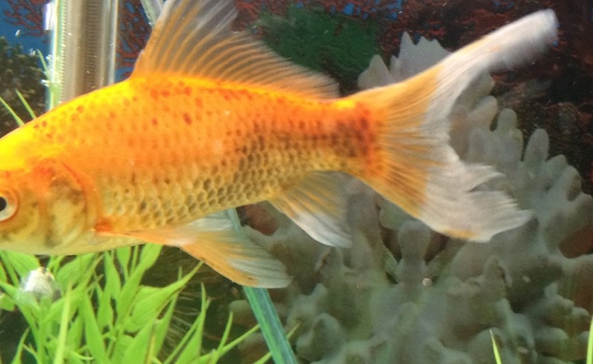 Why is My Goldfish Turning Black? When to Start Worrying