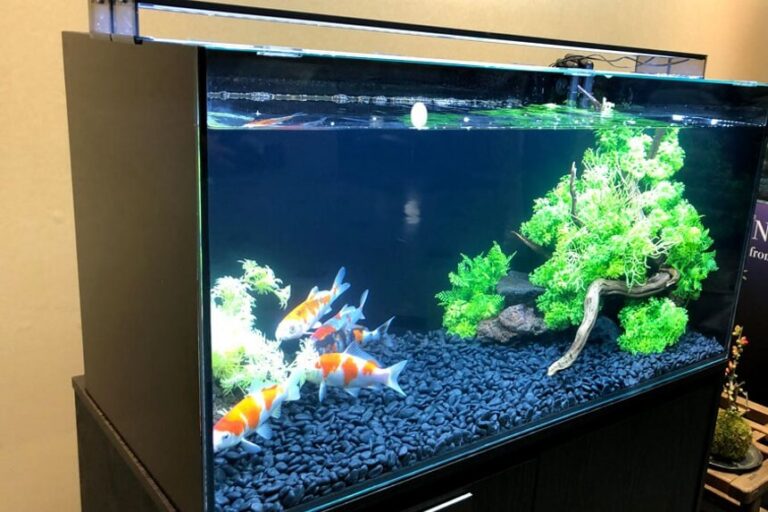 Can Koi Fish Live in a Tank? Making Perfect Aquarium for Carps