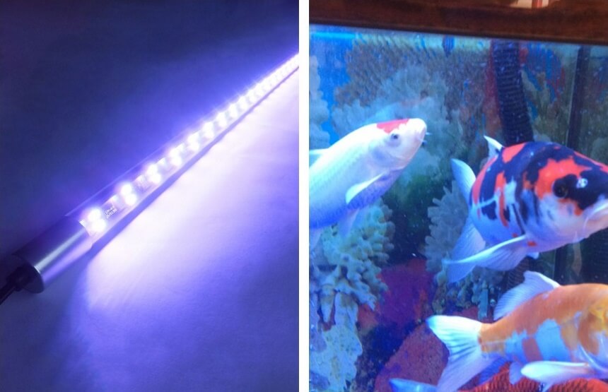 Can Koi Fish Live in a Tank - Choosing Proper Enviroment