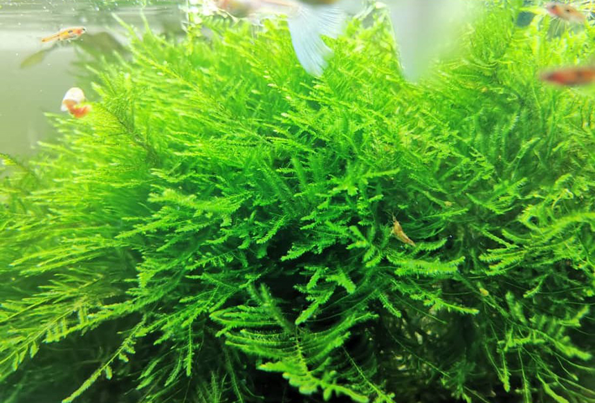 Christmas Moss vs Java Moss: How to Decorate Aquarium Right