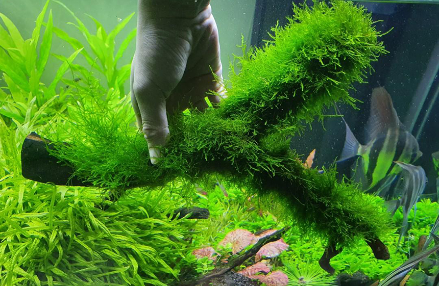 Christmas Moss vs Java Moss: How to Decorate Aquarium Right