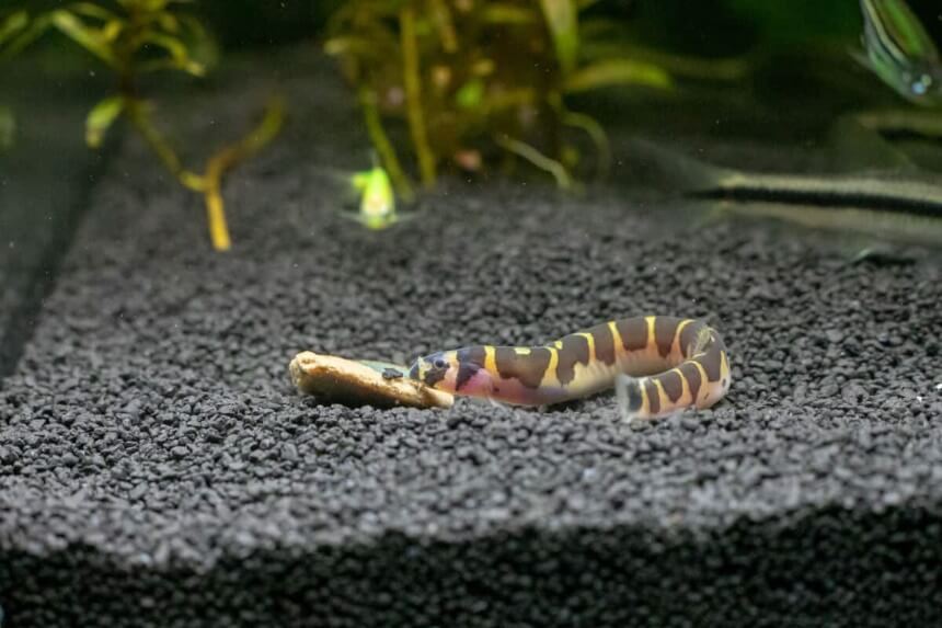 Best Dojo Loach Tank Mates for a Positive Environment in Aquarium