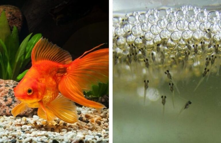 How to Tell if a Goldfish is Pregnant?