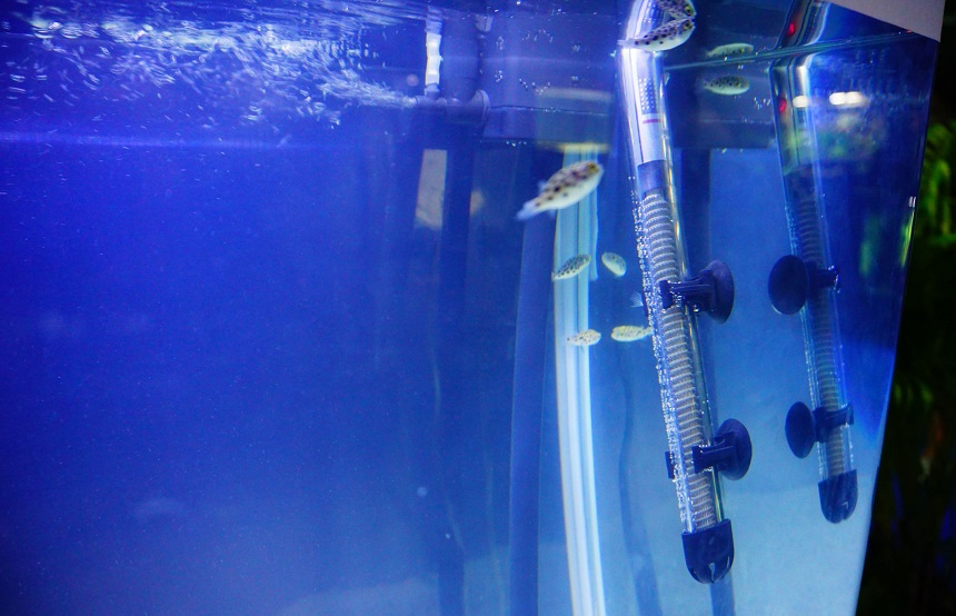10 Best Aquarium Heaters - Perfect Temperature in Your Tank