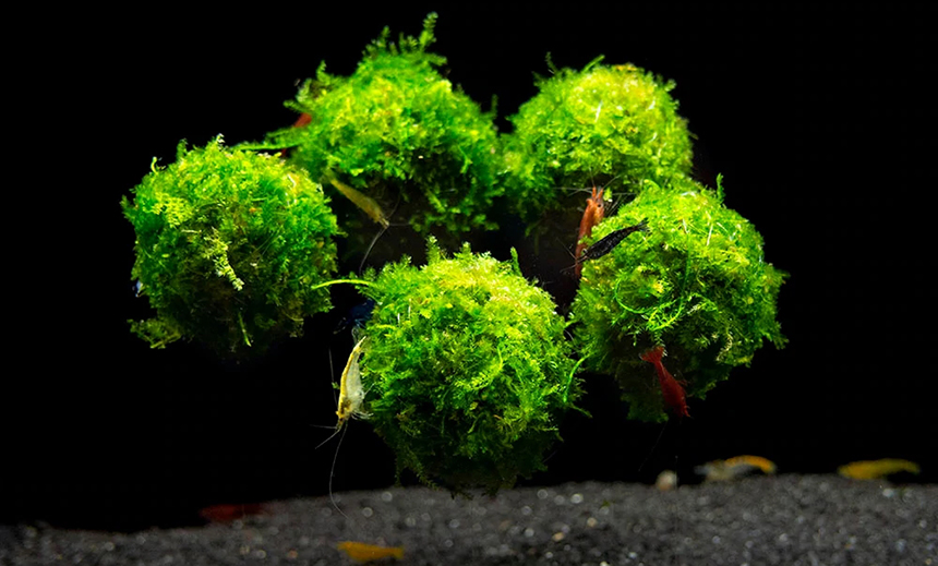 Christmas Moss vs Java Moss: How to Decorate Aquarium Right