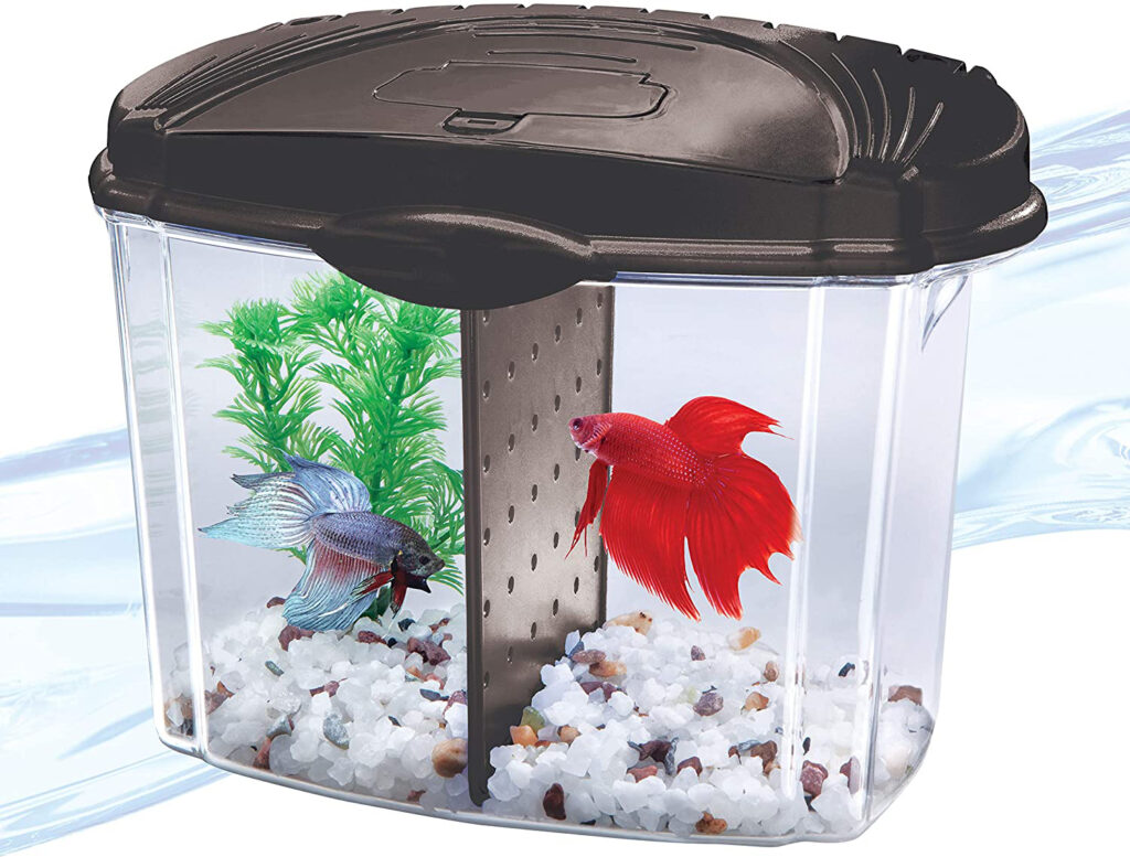 How Can Two Male Betta Fish Live Together? Proper Tank Boundaries