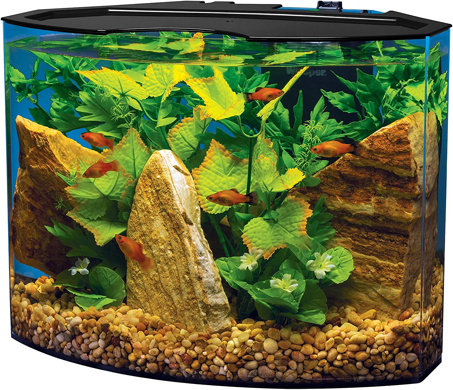 Tetra Curved-Front Tank