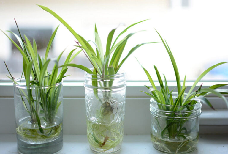 12 Best Plants for Aquaponics Fish Tank and SetUp Advice