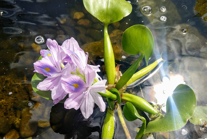 Best Plants for Aquaponics Fish Tank - Put Aquarium to Good Use