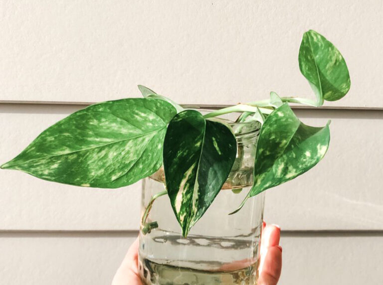 12 Best Plants for Aquaponics Fish Tank and SetUp Advice