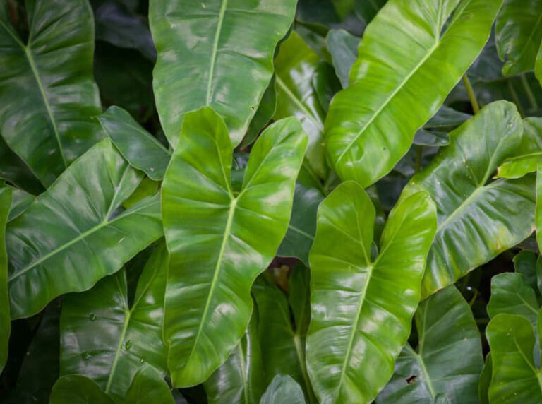 12 Best Plants for Aquaponics Fish Tank and SetUp Advice