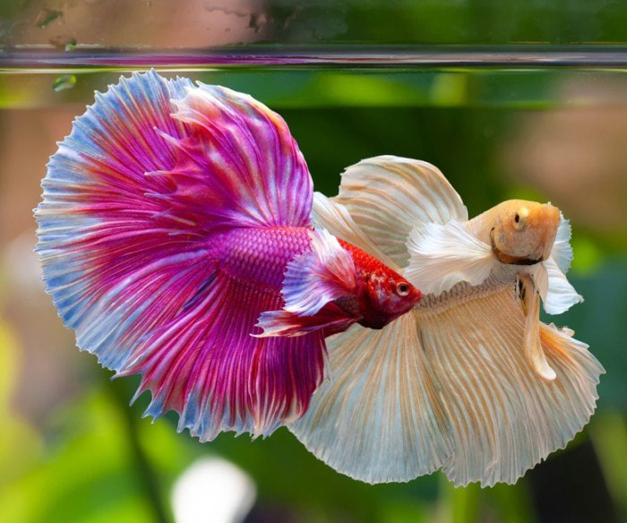 How Can Two Male Betta Fish Live Together? Proper Tank Boundaries