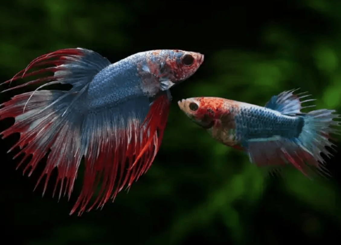 can-you-keep-a-male-and-female-betta-together-11-methods-that-work