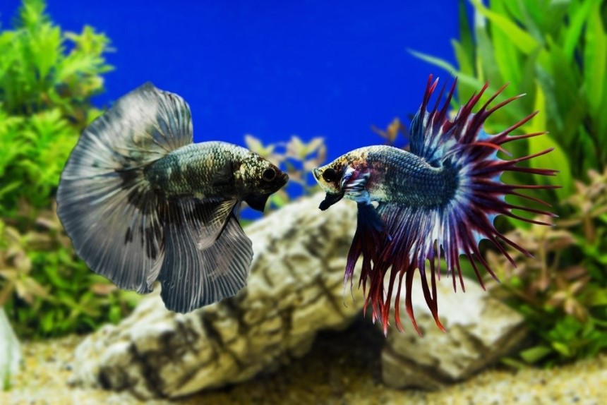 Can You Keep a Male and Female Betta Together - Peaceful Solutions