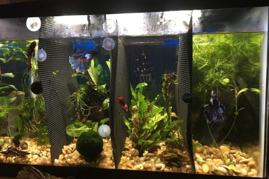 Can You Keep a Male and Female Betta Together - Peaceful Solutions