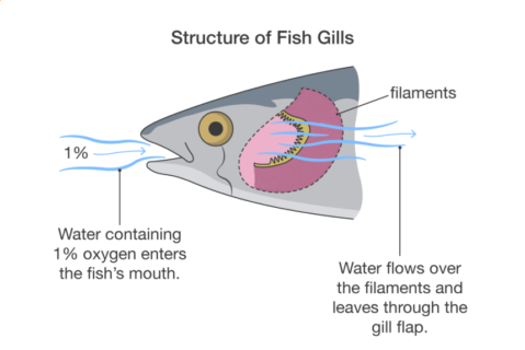 How Long Can Fish Live Out of Water: 11 Fish Types Considered