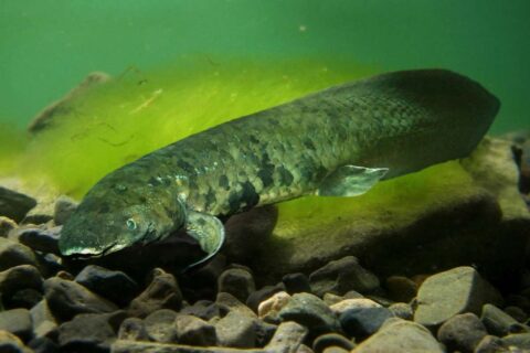 How Long Can Fish Live Out of Water: 11 Fish Types Considered