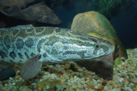 How Long Can Fish Live Out of Water: 11 Fish Types Considered