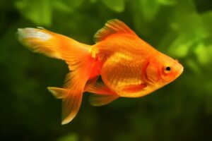 How Long Can Fish Live Out of Water: 11 Fish Types Considered
