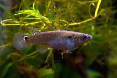 How Long Can Fish Live Out of Water: 11 Fish Types Considered