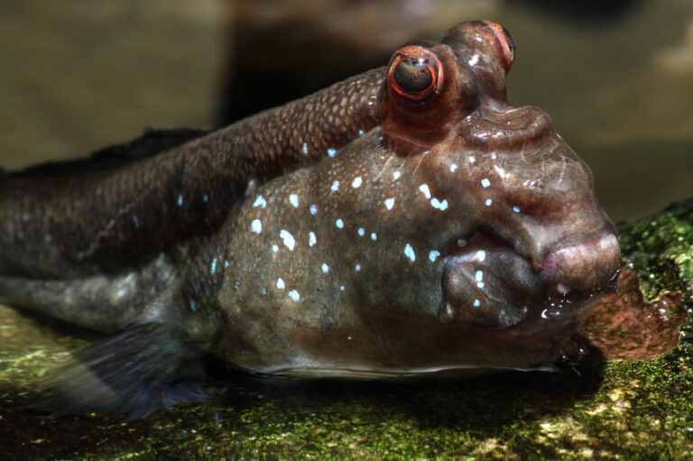 How Long Can Fish Live Out of Water 11 Fish Types Considered