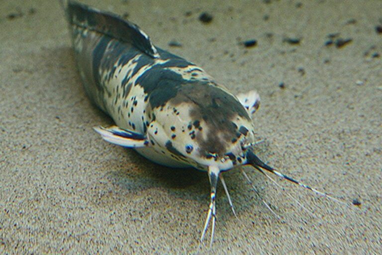 How Long Can Fish Live Out of Water 11 Fish Types Considered