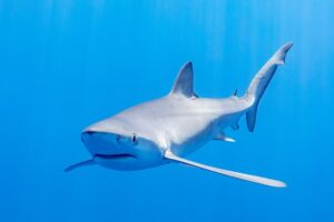 How Long Can Fish Live Out of Water: 11 Fish Types Considered