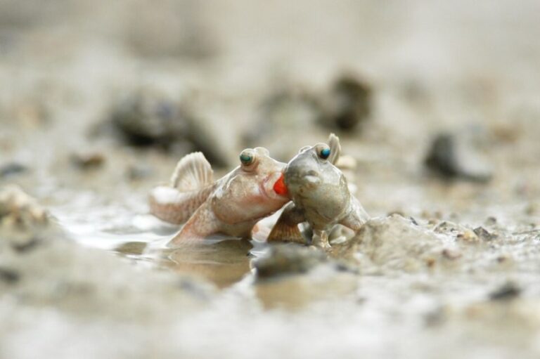 How Long Can Fish Live Out of Water 11 Fish Types Considered