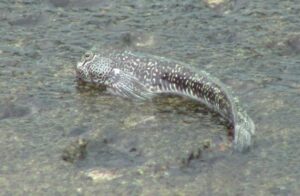 How Long Can Fish Live Out of Water: 11 Fish Types Considered