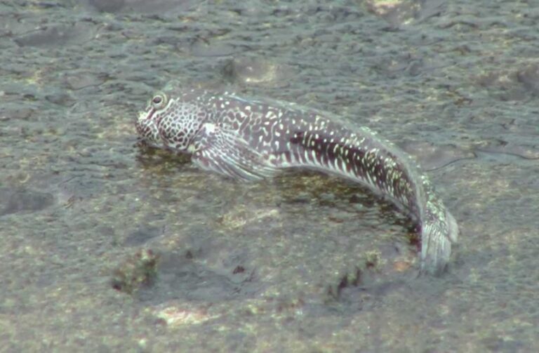 How Long Can Fish Live Out of Water 11 Fish Types Considered