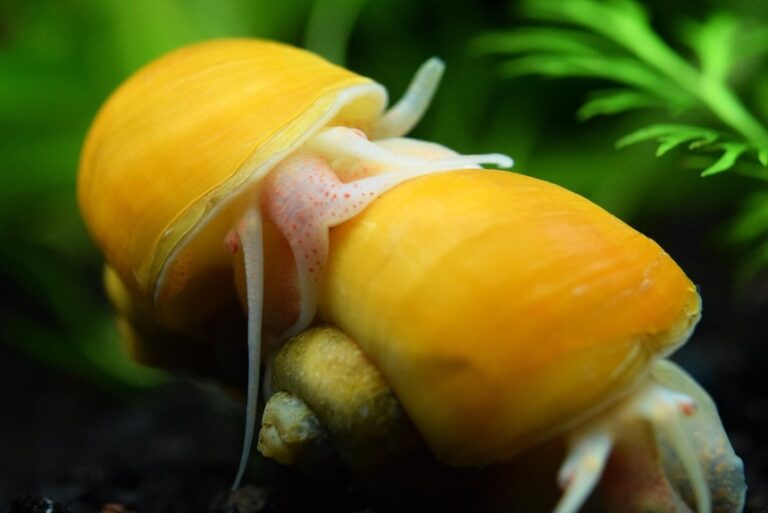 Mystery Snail Breeding: 7 Helpful Tips