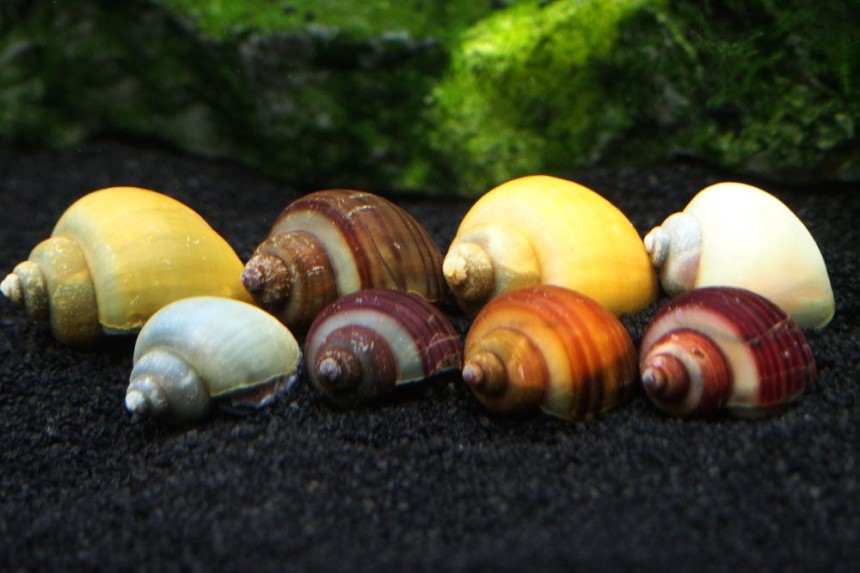 Mystery Snail Breeding 7 Helpful Tips