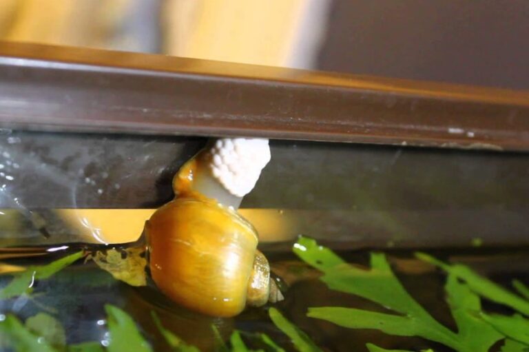 Mystery Snail Breeding 7 Helpful Tips