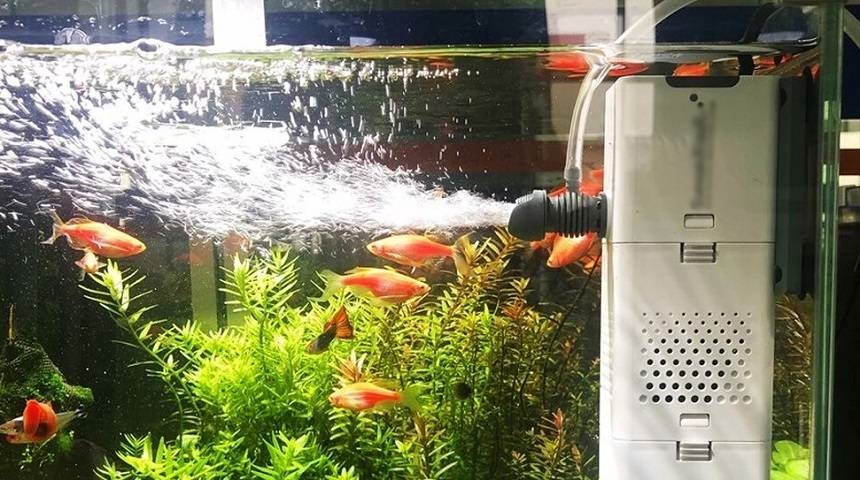 7 Best Filters for Betta Tanks – Keep Your Betta Healthy and Happy (Fall 2022)