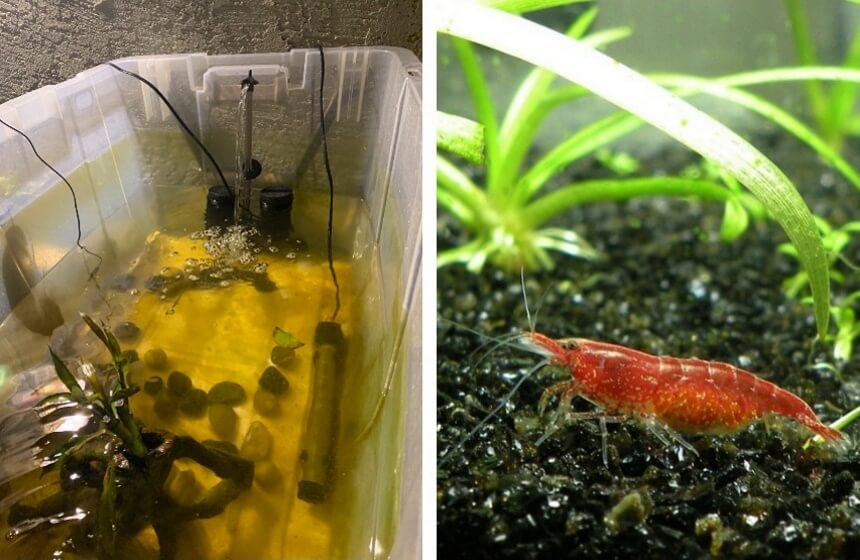 7 Best Filters for Shrimp Tanks – Clean Environment for Your Aquatic Animals (Fall 2022)