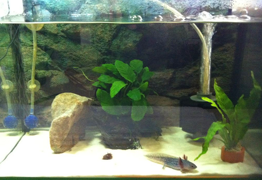5 Best Filters for Axolotl That Are Safe, Reliable, and Effective in Keeping Water Clean