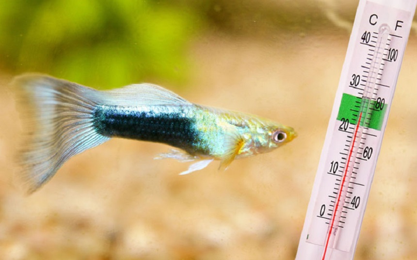 Best Temp for Guppies: Make Them Feel Like Home!