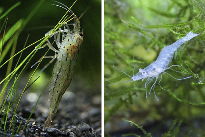 Amano Shrimp vs Ghost Shrimp: Are They the Same or Not?