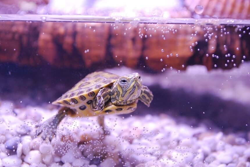 7 Best Filters for Turtle Tanks That Will Keep Water Clean and Healthy