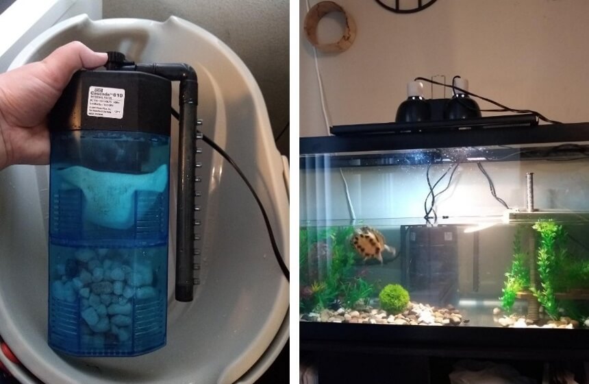 7 Best Filters for Turtle Tanks That Will Keep Water Clean and Healthy (2023)